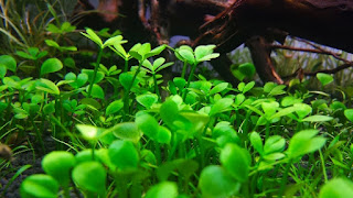 Tanaman Karpet Aquascape Marsilea Hirsuta