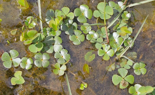 Tanaman Karpet Aquascape Marsilea Hirsuta