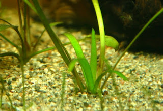 Jenis Tanaman Karpet Aquascape Sagittaria Subulata