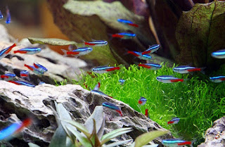 ikan hias neon tetra