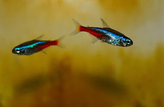 ikan hias neon tetra