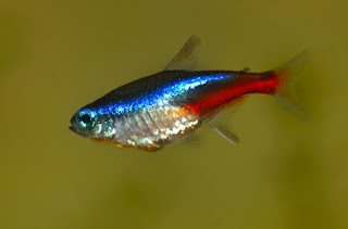 ikan hias neon tetra