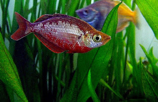 Jenis Ikan Rainbow/Red Rainbow