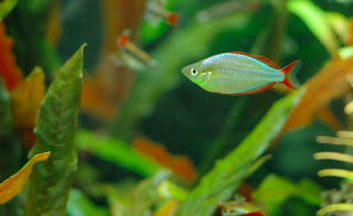 Ikan Hias Rainbow Mengenal Ciri Ciri Jenis dan Perawatannya Lengkap