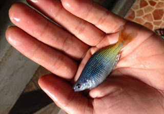 Ikan Hias Rainbow Mengenal Ciri Ciri Jenis dan Perawatannya Lengkap