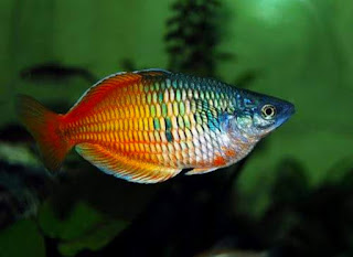 Jenis Ikan Rainbow Boesemani