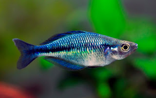 Jenis Ikan Rainbow Lacustris Blue