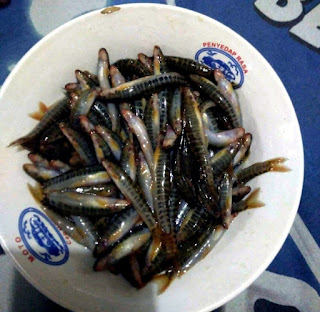 Fakta Ikan Uceng (Nemacheilus Fasciatus)