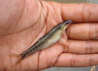 Fakta Ikan Uceng (Nemacheilus Fasciatus)