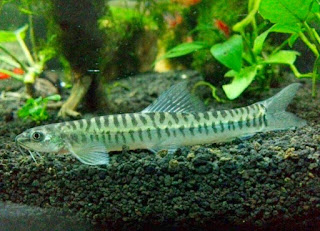 Fakta Ikan Uceng (Nemacheilus Fasciatus)