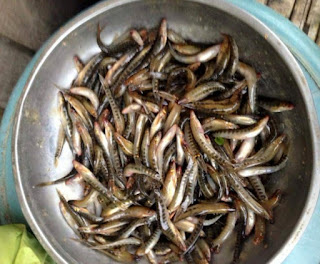 Mengenal Ikan Uceng