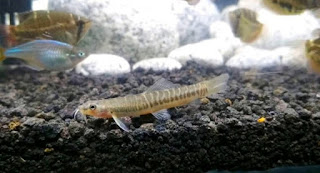 Fakta Ikan Uceng (Nemacheilus Fasciatus)