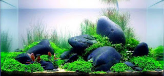 Batu Kali Jenis Batu untuk Aquascape