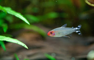 Rummynose Jenis Ikan Tetra Terpopuler