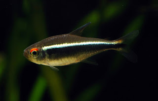 Black Neon Jenis Ikan Tetra Terpopuler