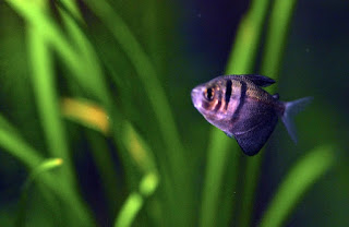 Black Tetra Jenis Ikan Tetra Terpopuler