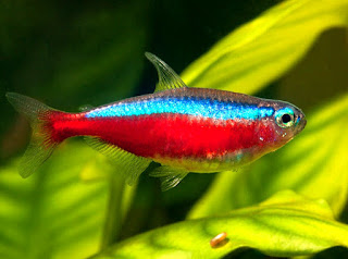 Cardinal Jenis Ikan Tetra Terpopuler