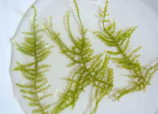 Jenis Moss Aquascape  Creeping Moss