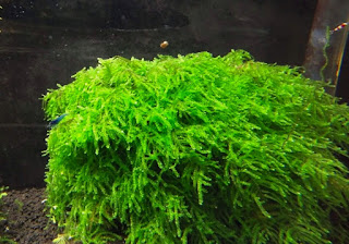 Jenis Moss Aquascape Weeping Moss