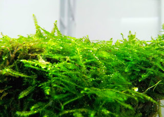 Jenis Moss untuk Aquascape Singapore Moss