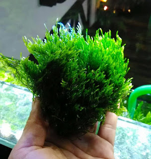 Jenis Moss Aquascape Flame Moss