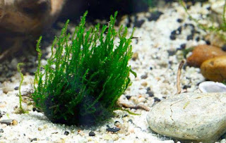 Jenis Moss Aquascape Flame Moss