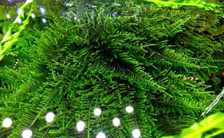 Jenis Moss Aquascape Peacock Moss