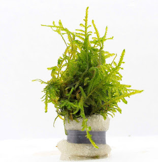 Jenis Moss Aquascape Singapore Moss