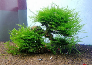 Jenis Moss Aquascape Spiky Moss