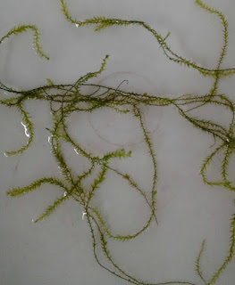 Jenis Moss Aquascape String Moss