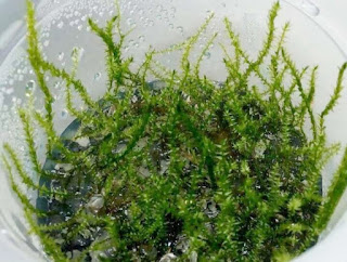 Jenis Moss untuk Aquascape Stringy Moss