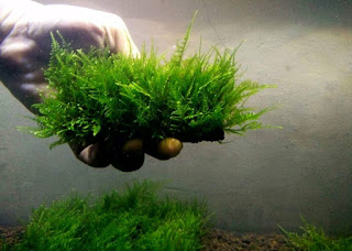 Jenis Moss untuk Aquascape Taiwan Moss