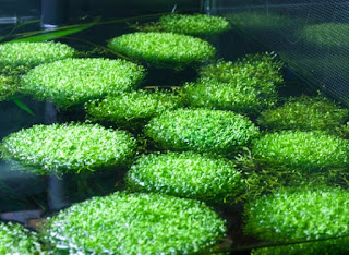 Jenis Moss Aquascape Riccia Fluitans