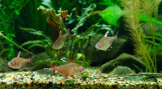 Rosy Jenis Ikan Tetra Terpopuler