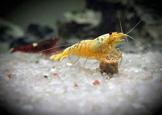 Jenis Udang Hias Air Tawar Golden Bee