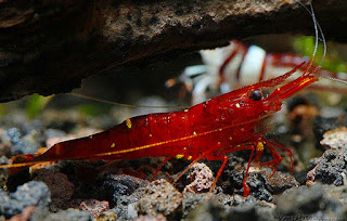 Jenis Udang Hias Air Tawar Caridina Spinata