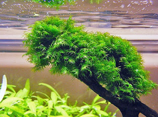 Jenis Moss Aquascape Fissiden Moss