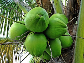 Kelapa Makanan Untuk Tupai