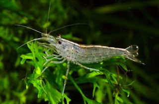 Alga Makanan Udang Hias Air Tawar yang Bagus dan Terbaik