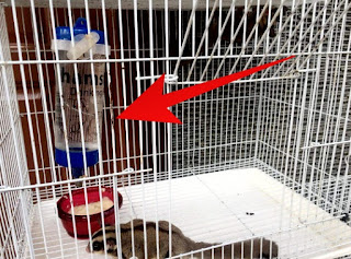 Minuman Sugar Glider yang Baik dan Sehat