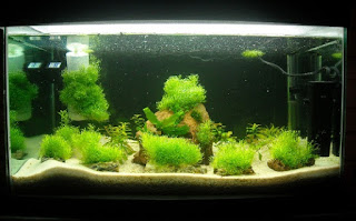 Jenis Moss Aquascape 