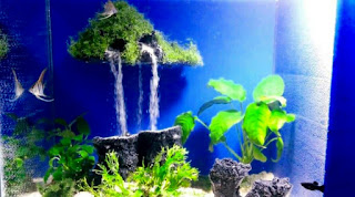 Model Tema Aquascape Terbaik