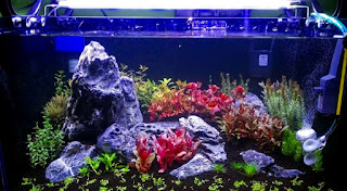 Model Tema Aquascape Terbaik