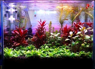 Model Tema Aquascape Terbaik