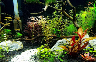 Model Tema Aquascape Terbaik