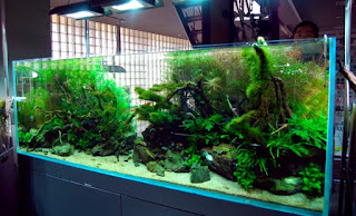 Model Tema Aquascape Terbaik