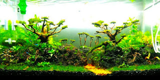 Model Tema Aquascape Terbaik