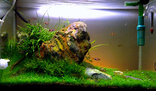 Model Tema Aquascape Terbaik