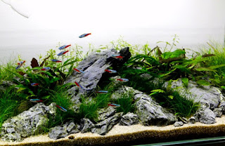 Model Tema Aquascape Terbaik