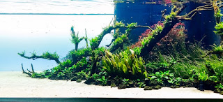 Model Tema Aquascape Terbaik